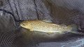 Another trout